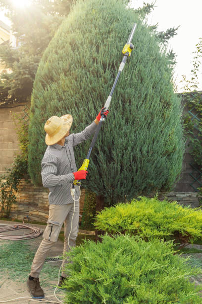 Best Lawn Pest Prevention  in San Juan Bautista, CA