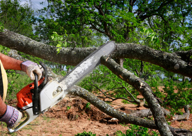 Best Tree Preservation Services  in San Juan Bautista, CA